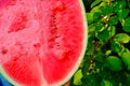 Watermelon pulp close-up.Watermelon in a cut in male hands in a summer garden.Fresh ripe red watermelon half. summer Royalty Free Stock Photo