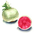 Watermelon radish, one whole and sliced isolated on white background Royalty Free Stock Photo