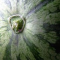 Watermelon rind close-up