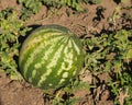 Watermelon riping on ground at field close-up, selective focus, shallow DOF