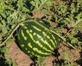 Watermelon riping on ground at field close-up, selective focus, shallow DOF