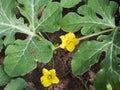 Watermelon`s blossom. Water melon green leaves with flowers.