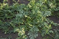 Watermelon seedling bush. Plants watermelon