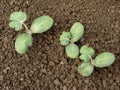 Watermelon seedlings