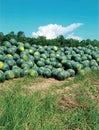 watermelon without seeds has been harvested and is ready to be taken to market