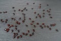 Watermelon Seeds, Water Melon Black Seed Pile, Small Black Kernels