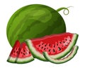 Watermelon and slice closeup. Vector isolated illustration.