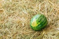 Watermelon on softly thatch background Royalty Free Stock Photo