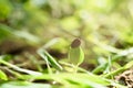 Watermelon sprout growing out of black soil with sunlight in morning spring time