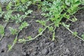 Watermelon sprout in the vegetable garden