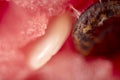 Watermelon texture close up. Background of Watermelon with seeds Royalty Free Stock Photo