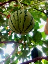 Watermelon Vine on Jackfruit Tree& x22;
