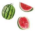Watermelon Watercolor illustrations set of summer botanical decorations greeting card design Royalty Free Stock Photo