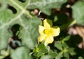 Watermelon yellow flower in nature