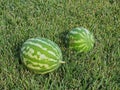 Watermelons on Green Lawn