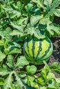 Watermelons on the green melon field