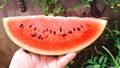 Sweet red watermelon