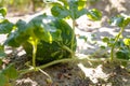 Watermelons growing and riping among green leaves under sun rays. Organic vegetarian healthy food
