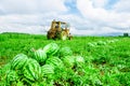 Watermelons on the melon field