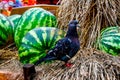 Watermelons and pigeon Royalty Free Stock Photo