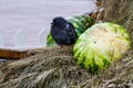 Watermelons and pigeon Royalty Free Stock Photo
