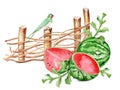 Watermelons, rural fence, swallow watercolor illustration