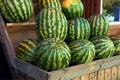 Watermelons