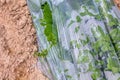 Watermelons seedlings grow in the ground polyethylene green houses in arid zone of Israel.