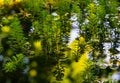 Watermilfoil plants in a pond