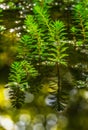 Watermilfoil plants in a pond