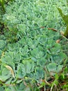 Waterplant ecosystem in tropical area