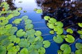 Waterplant leafs