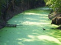 Waterplant and river