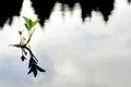 Single lonely waterplant Royalty Free Stock Photo