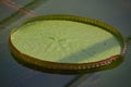 Waterplant : Victoria Amazonica