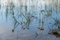 Waterplants in forest lake Royalty Free Stock Photo
