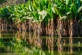 Waterplants in a lake Royalty Free Stock Photo