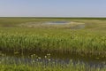 Waterplas, pond Royalty Free Stock Photo