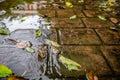 waterproof outer coating wet. stamped concrete pavement Royalty Free Stock Photo