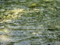 Clear green river waters Royalty Free Stock Photo