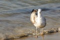 Waters of the Baltic Sea and lonely seagull