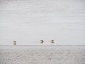 Waters edge, background with three curlews, Numenius arquata. Royalty Free Stock Photo