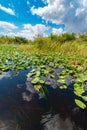 Waters of Everglades national park wetlands, Florida, United States of America