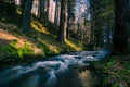 Waters of fast river running through spring forest lit by golden