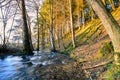 Waters of fast river running through spring forest lit by golden