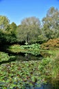 Waters of the lake surrounded by marginal water plants