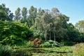 Waters of the lake surrounded by marginal water plants