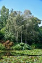 Waters of the lake surrounded by marginal water plants