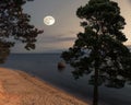 Waterscape full moon and pine tree on the sandy beach at night late sunset on the sea Baltic seascape Royalty Free Stock Photo