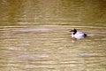 An isolated Canvasback swimming in Fain Lake in Prescott Valley, Arizona